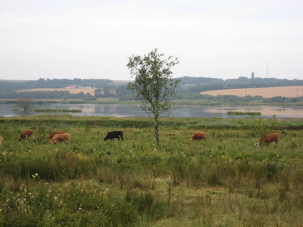 Just beyond Vegger