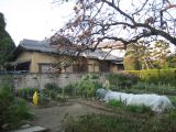 The kitchen garden with the mysterious fruit tree