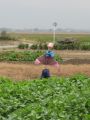 A scarecrow