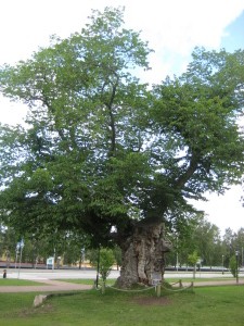 Astrid Lindgren's Lemonade tree