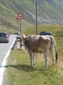 Splügenpass