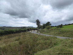 "Rush hour" in Wales...