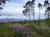 08 trondheim3