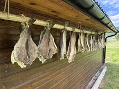 img 7070