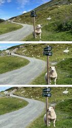 schaap